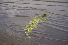 Nymphoides hydrophylla